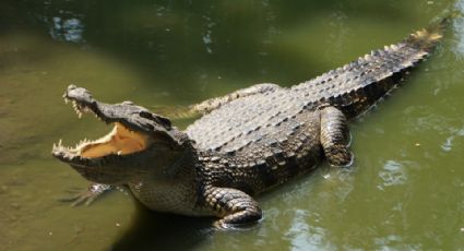 Están cocodrilos bajo la lupa de autoridades durante vacaciones en Tamaulipas