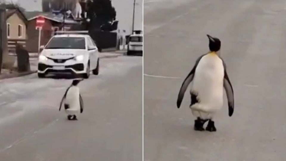 Pingüino en Argentina