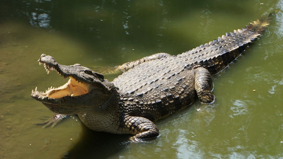 Cocodrilo tomando el sol