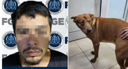 Hombre intenta matar a su perro porque lo atendían mejor que a él en Tijuana