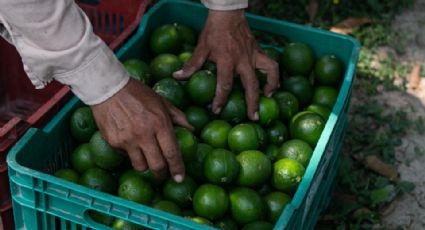 Productores de limón paran labores por amenazas del crimen organizado en Michoacán