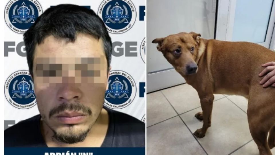 Hombre intentó matar a su perro en Tijuana porque el animalito recibía, presuntamente, mejor trato que él