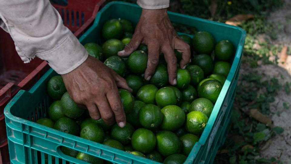 Caja de limones