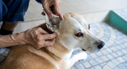 ¿En qué parte del cuerpo de tu mascota se debe revisar si tiene garrapatas?