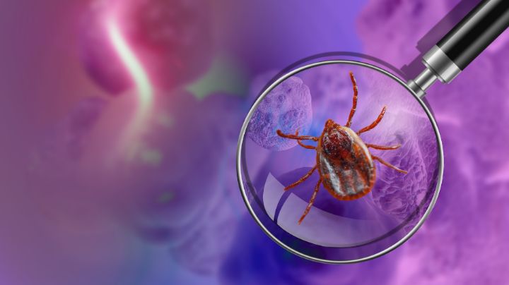 Rickettsia: Síntomas de la enfermedad que mató a dos menores en Escobedo