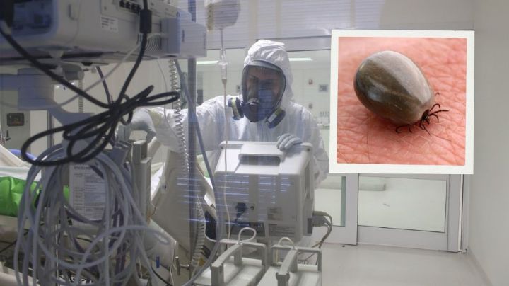 NL ocupa el cuarto lugar nacional en casos de Rickettsiosis