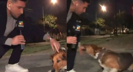 Video: Reportero es mordido por un perro en plena trasmisión en vivo