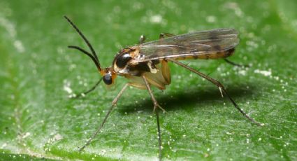 ¿Qué es el Oropouche, virus transmitido por mosquitos que aún no tiene vacuna?