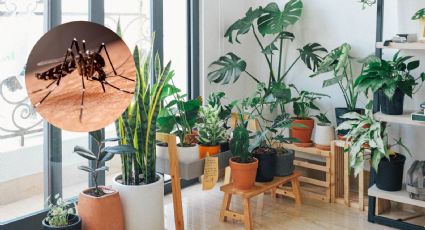 3 plantas que puedes tener en tu casa para alejar a los mosquitos        