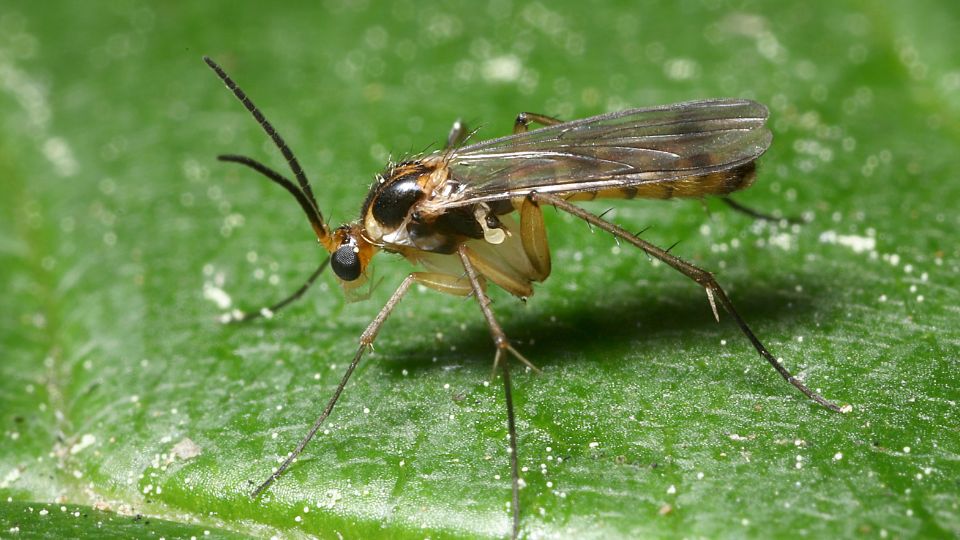 Mosquito jején, transmisor del Oropouche