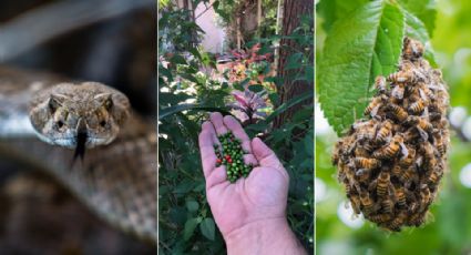 ¡Cuidado al recolectar chile del monte! Estos son los peligros que puedes enfrentar