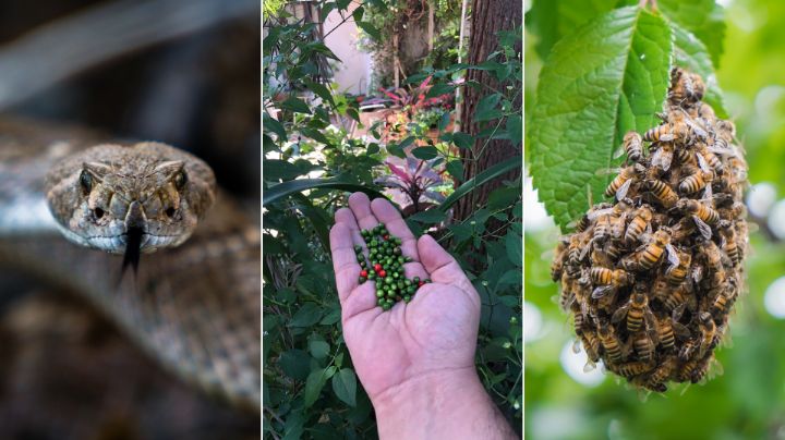 ¡Cuidado al recolectar chile del monte! Estos son los peligros que puedes enfrentar
