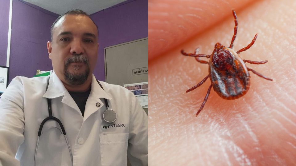 Veterinario Santiago Reza habla sobre el problema de la rickettsiosis