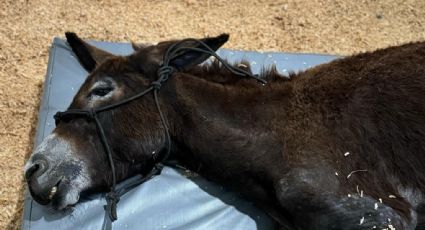 Justicia para Oli: Queman a burrita porque se metió a terreno en Querétaro