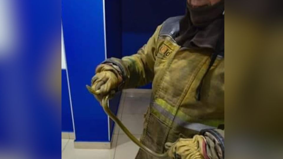 Bombero sostiene serpiente recién rescatada de una sala de cine