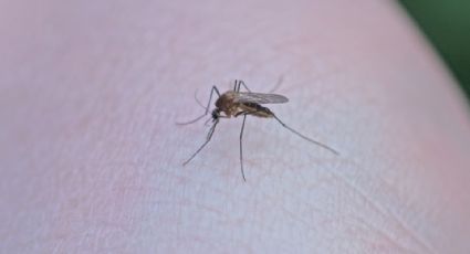 Nuevo León suma 562 casos de dengue