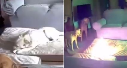 Video: Perrito ocasiona incendio mientras jugaba con batería portátil