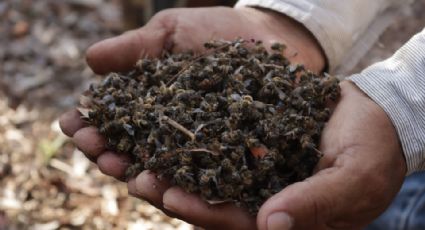 Denuncian muerte masiva de abejas por culpa de insecticidas en Yucatán