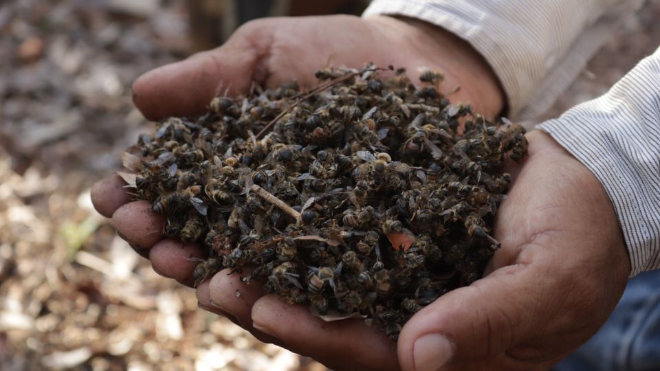 Abejas muertas por efectos de insecticidas | Facebook / Alianza Maya por las Abejas