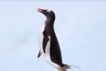 Acuario Sealand en Monterrey nombra a uno de sus pingüinos 'Mariel'