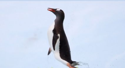 Acuario Sealand en Monterrey nombra a uno de sus pingüinos 'Mariel'