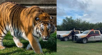 Capturan a tigre siberiano en Tamaulipas después de 5 días perdido