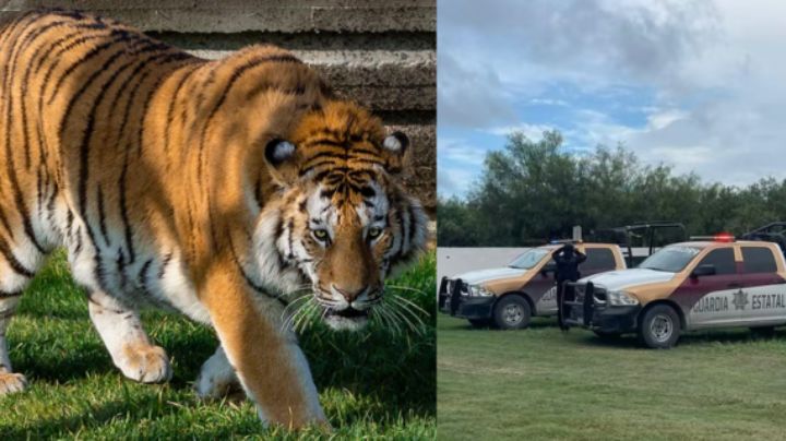 Capturan a tigre siberiano en Tamaulipas después de 5 días perdido