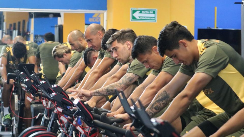 Tigres entrenando en el gimnasio