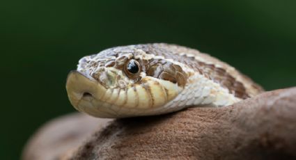 Cada 5 minutos muere una persona por mordedura de serpiente: OMS