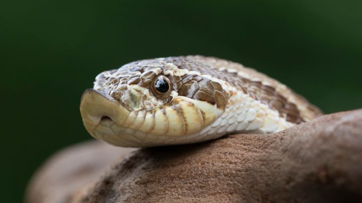 Cada 5 minutos muere una persona por mordedura de serpiente: OMS