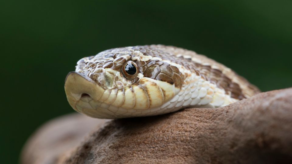 Serpiente, animal cuya mordedura es venenosa