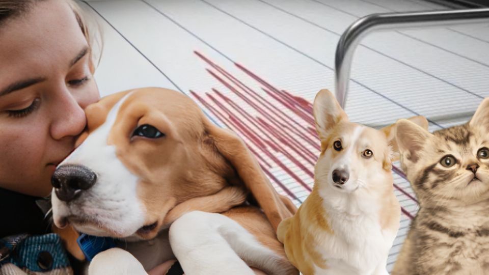 Como proteger a tus mascotas este 19 de septiembre en caso de emergencia natural.