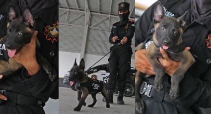 Esta es la nueva camada del Escuadrón Binomio Canino K9 de Fuerza Civil