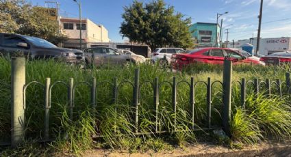 Maleza invade avenida Francisco I. Madero en Monterrey