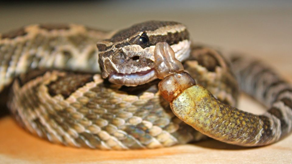 Serpiente de cascabel, cuya mordedura es venenosa