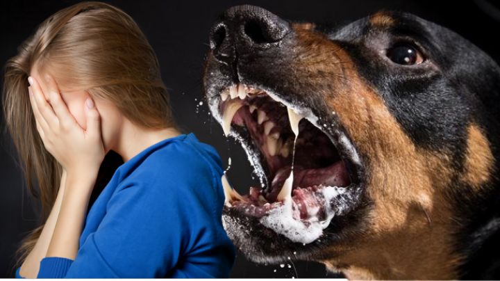 ¿Qué hacer si me mordió un perro con sospecha de rabia? | Consejos