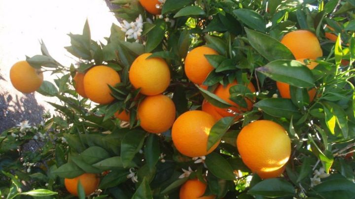 Lluvias por Alberto impulsan producción agrícola en Nuevo León