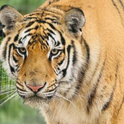 Tigre siberiano se escapa de zoológico en Reynosa y causa pánico