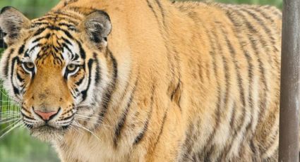 Tigre siberiano se escapa de zoológico en Reynosa y causa pánico