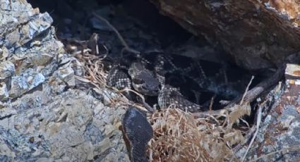 Cámara escondida capta combate entre víboras de cascabel en mega-madriguera