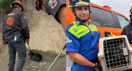 Rescatan a perrito de un pozo de 10 metros en un arroyo de San Nicolás