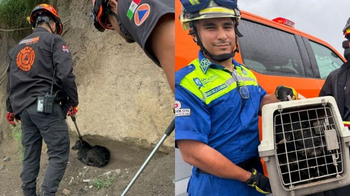Rescatan a perrito de un pozo de 10 metros en un arroyo de San Nicolás