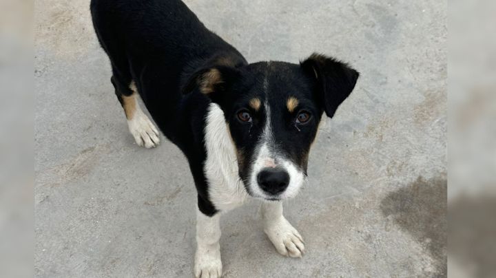 Perrita busca hogar mientras se gana el corazón de empleados en Santa Catarina