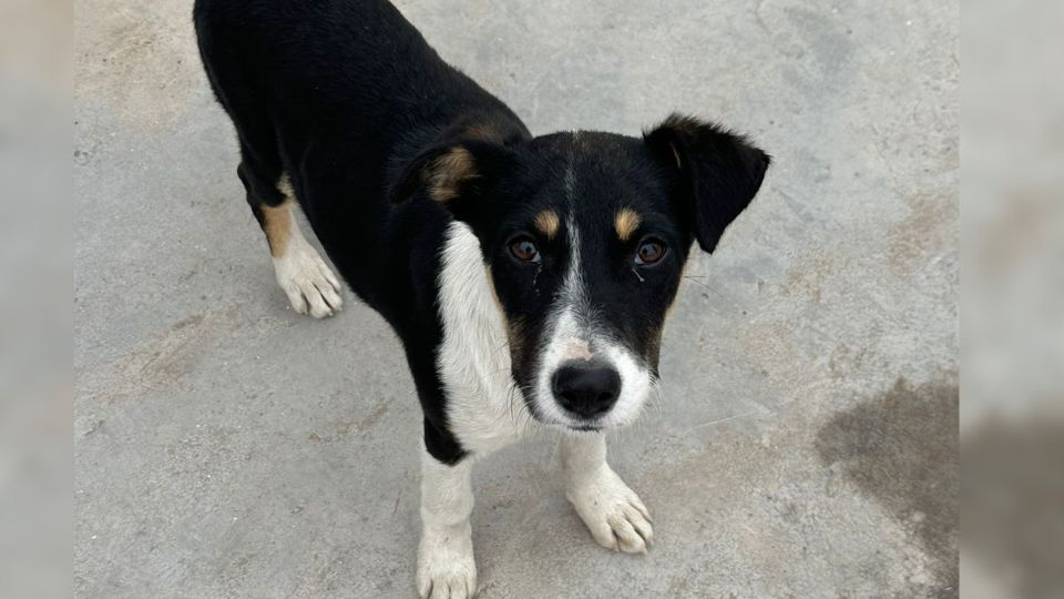 Suni, la perrita que busca un hogar.