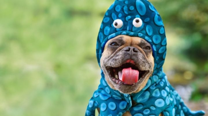 Día mundial de vestir a tu mascota: 5 disfraces en Amazon que no te puedes perder