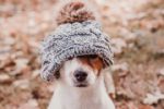 3 consejos clave para proteger a tus mascotas del frío en Monterrey, según experto