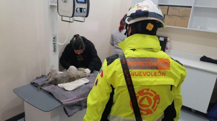 Protección Civil rescata a perrito afectado por frío en Monterrey