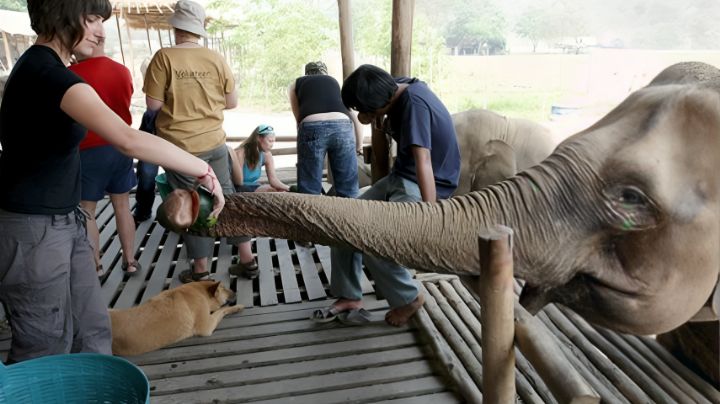 Muere turista tras ser atacada por un elefante en Tailandia; mujer lo estaba bañando