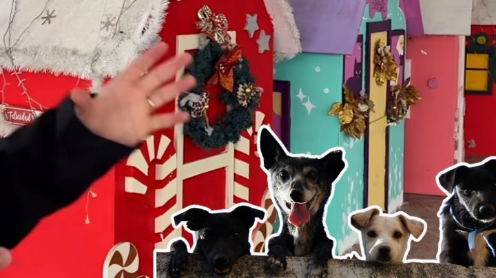 Convertirán villas navideñas en casitas para perros de la calle en García