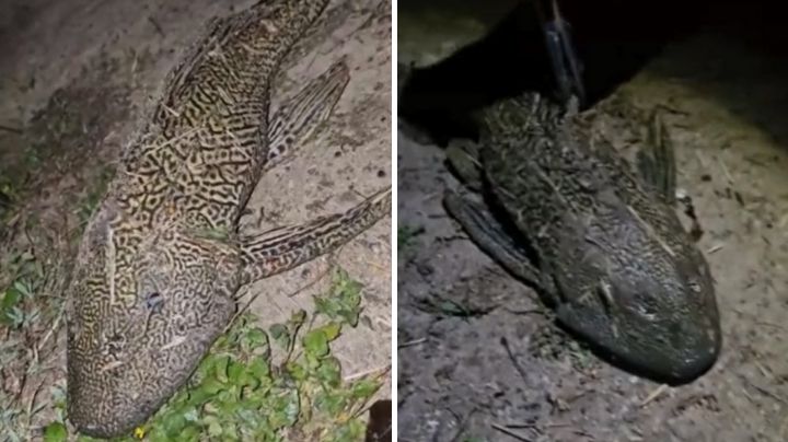 Video: Pescador muestra a pez diablo moviéndose fuera del agua en presa La Boca